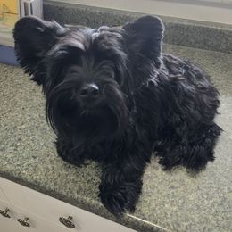 Raven - Yorkshire Terrier