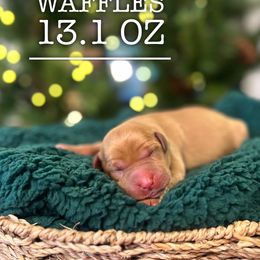 Waffles - Yellow female Labrador Retriever puppy in Puyallup, Washington from 12 Door Farm Labradors