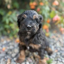 Texas - Tri-color male Bernedoodle puppy in Carlotta, California from Lost Coast Poodles and Doodles