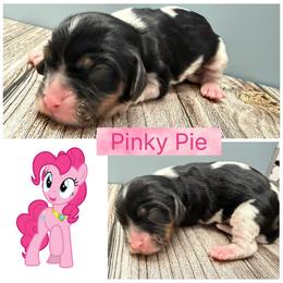 Pinky Pie - Tri-color female Cavalier King Charles Spaniel puppy in Spring Hill, Florida from Wonderland Cavaliers