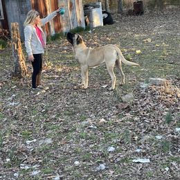 Mastiff Puppies from Ozark Mountain Mastiffs