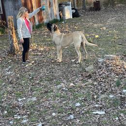Mastiff Puppies from Ozark Mountain Mastiffs