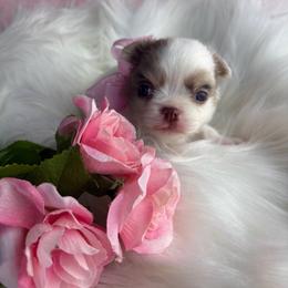 Cove - Merle female Chihuahua puppy in Gloucester, Virginia from Charlotte's Web of Chihuahuas