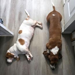 Basset Hound puppies from Florida Family Basset Hounds