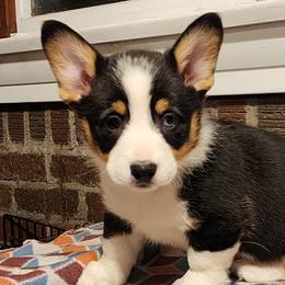 Pembroke Welsh Corgi Puppies from Twilight Hollow Corgis