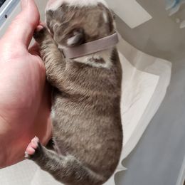 English Bulldog Puppies from Ruza's Bulldogs