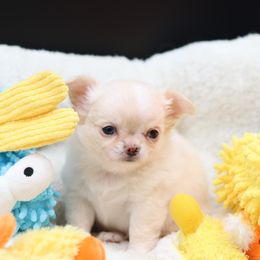 Ryker - Cream and white male Chihuahua puppy in Tulsa, Oklahoma from H-3 Chihuahuas