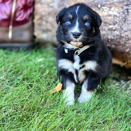 Australian Shepherd Puppies from Steady Aim Aussies