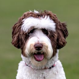 CeCe - Australian Labradoodle
