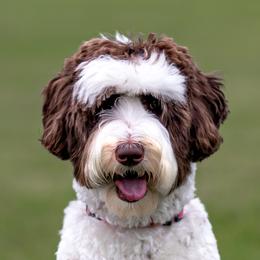 CeCe - Australian Labradoodle