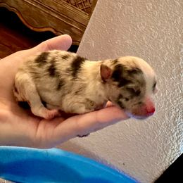 Girl 3 - Blue merle female Pomeranian puppy in Stroud, Oklahoma from Laik’s Little Shihtz & Poms