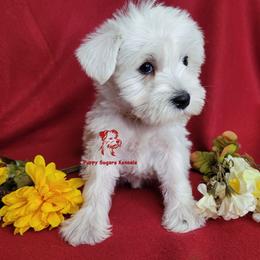 Boy 1 - male Miniature Schnauzer puppy in Fairhope, Alabama from Puppy Sugars Kennels