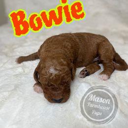 Bowie - Red  male Goldendoodle puppy in Anniston, Alabama from Mason Farmhouse Poodles, Doodles & Poos (Breeding & Stud Services)