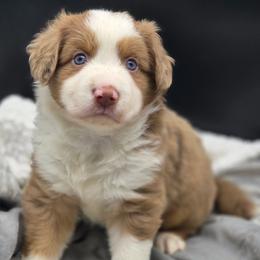Australian Shepherd, Border Collie, Miniature American Shepherd, Miniature Australian Shepherd, and Toy Australian Shepherd Puppies from Aloe Aussies