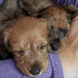 Dachshunds from Koser’s Miniature Dachshunds
