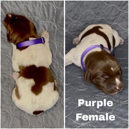 Purple - Liver and white female German Shorthaired Pointer puppy in Nacogdoches, Texas from Triple R German Shorthaired Pointers