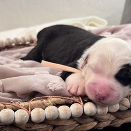 Pink collar female - Gray and white female Old English Sheepdog puppy in Mesa, Arizona from Desert Sheepies and Doodles