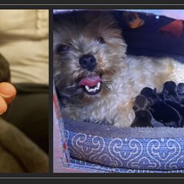 Biewer Terrier and Yorkshire Terrier Puppies from Niko Kennel