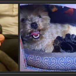 Biewer Terrier and Yorkshire Terrier Puppies from Niko Kennel