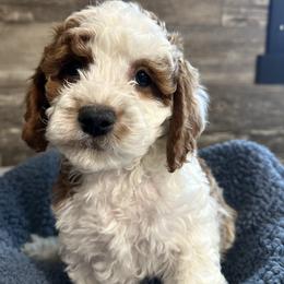 Dean - White male Cavapoo puppy in Camden, Michigan from FurEver Friends Finder
