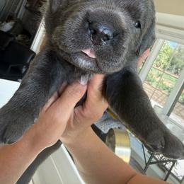 Grey female small white stripe on chest pink collar - Gray female Cane Corso puppy in Cherry Valley, California from Liberty Corsos