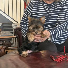 Alfalfa - Blue and gold male Yorkshire Terrier puppy in Valparaiso, Indiana from Baywood Yorkshire Terriers