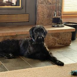 Giant Schnauzer puppies from Schnauzer Paw Homestead