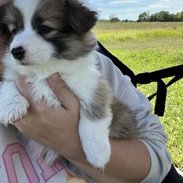 Miniature Australian Shepherd and Pembroke Welsh Corgi Puppies from Fluffy Butt Acres