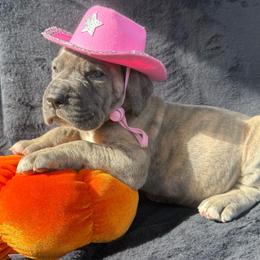 Yellow collar - Blue female Great Dane puppy in Tyler, Texas from Blessed By Danes