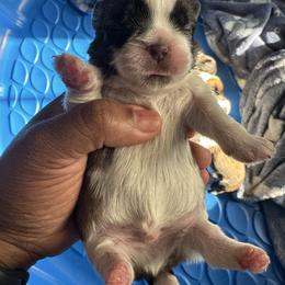 BRUNO - Brindle and white male Shih Tzu puppy in Southaven, Mississippi from Fluff and Tuff Shih Tzus