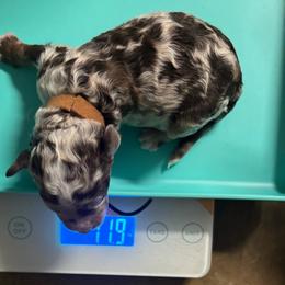 Crunch - Chocolate merle male Bernedoodle puppy in Richmond, Texas from Harper’s Heartbeats