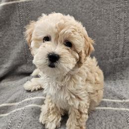 Havapoo puppies from Derbyville Havapoos