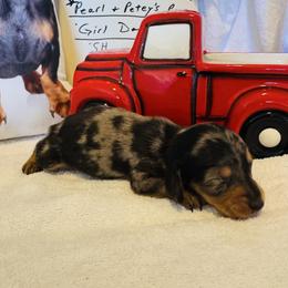 Girl 1 - Dapple female Dachshund puppy in Stilwell, Oklahoma from Starr Springs Doxies