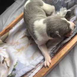 Valka - White and blue female Whippet puppy in London, Kentucky from Tigger’s Whippets