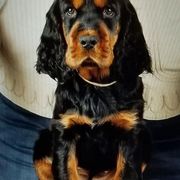 Gordon Setter Puppies from Bravo Gordon Setters