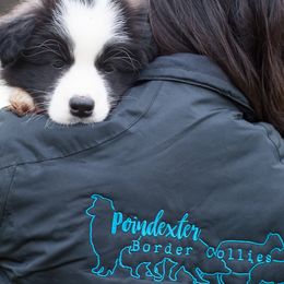 Border Collies from Poindexter Border Collies