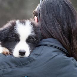 Border Collies from Poindexter Border Collies