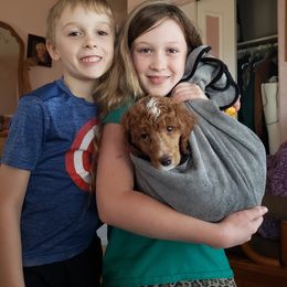 Aussiedoodle, Bernedoodle, and Poodle Puppies from Color Country Doodles