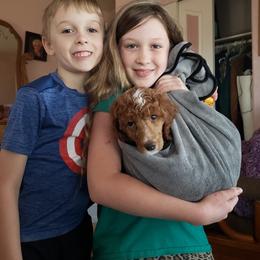 Aussiedoodle, Bernedoodle, and Poodle Puppies from Color Country Doodles
