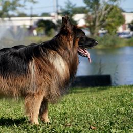German Shepherds from Fluffy Haus
