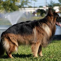 German Shepherds from Fluffy Haus