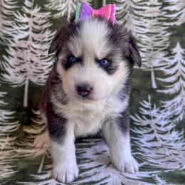 Rainy - Black and white female Pomsky puppy in Venus, Pennsylvania from Hemlock Pines Pomsky