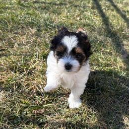 Waverly - Black tan and white female Biewer Terrier puppy in Philipsburg, Pennsylvania from Happy Valley Biewer Terriers