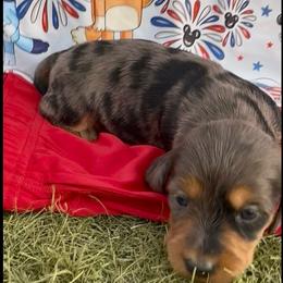 ( 4th of July DISCOUNT ) Chumsley - Dapple male Dachshund puppy in Duncan, Arizona from Bootheel Doxies
