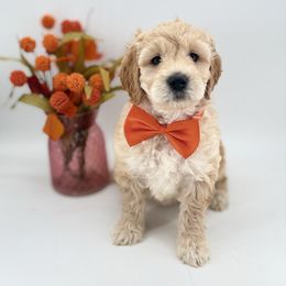 Eddie - Phantom male Goldendoodle puppy in Taylor, Michigan from Mi Best Doodle Ever, LLC
