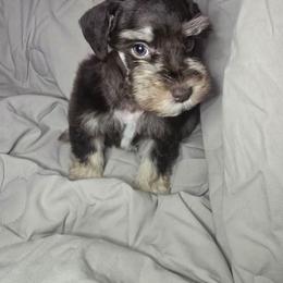Liver boy 1 - Liver male Miniature Schnauzer puppy in Calera, Alabama from Burnett Cove Kennels