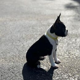 Boston Terriers, Boxers, and Dachshunds from Dynasty Pups