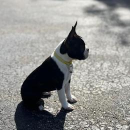 Boston Terriers, Boxers, and Dachshunds from Dynasty Pups
