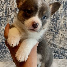 Pembroke Welsh Corgi Puppies from Corgitown