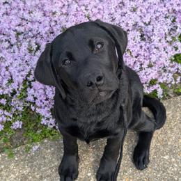 Labrador Retriever Puppies from Puzzles Labradors